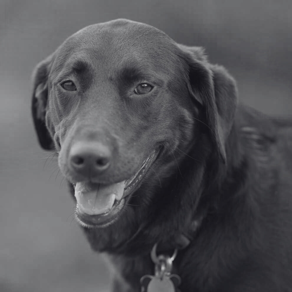 Coco the chocolate lab