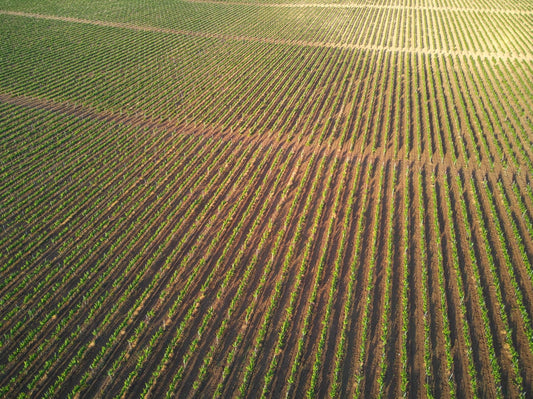 Field of vines in rows
