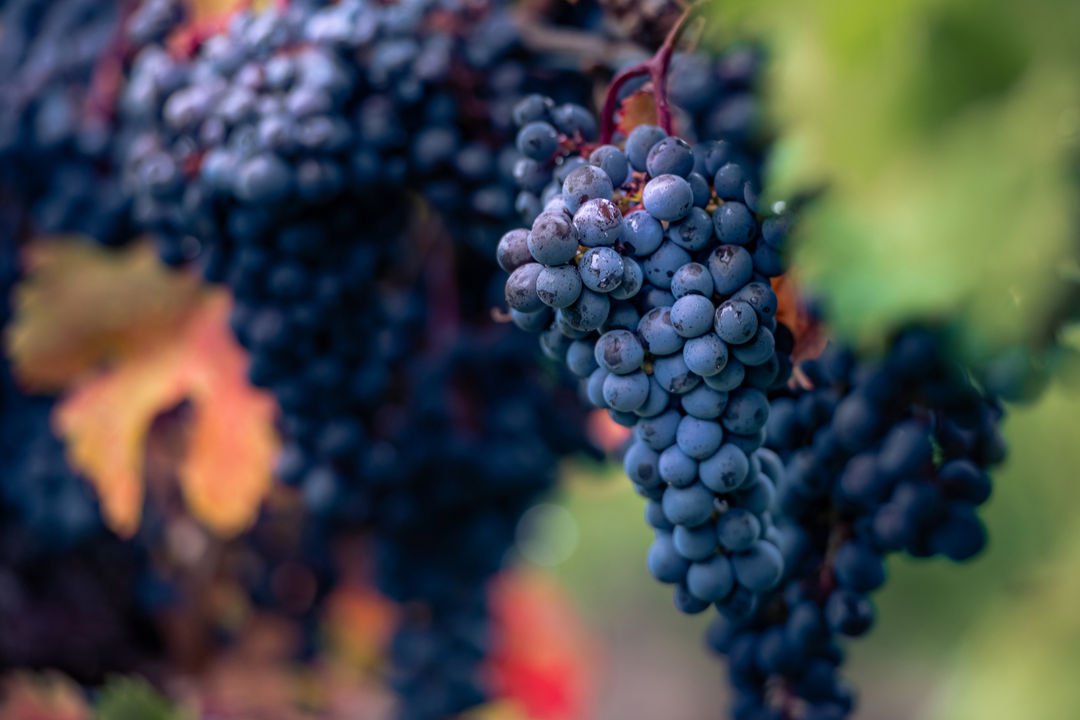 Behind the Scenes: A Tour of Our Winemaking Process