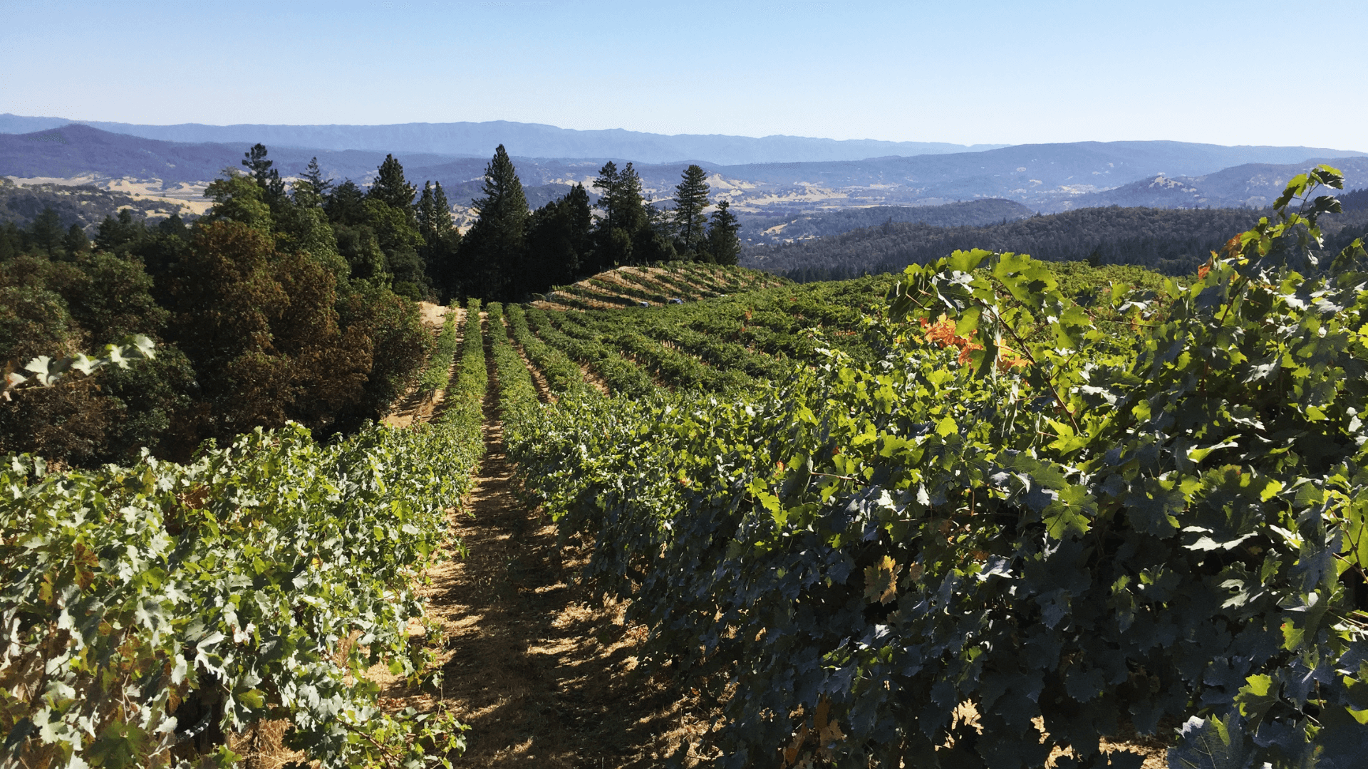 Contact the Cornerstone Cellars team