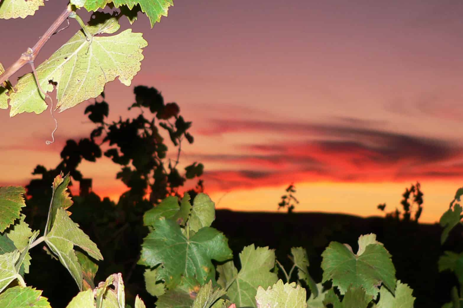 Benchlands Cornerstone Cellars vineyard