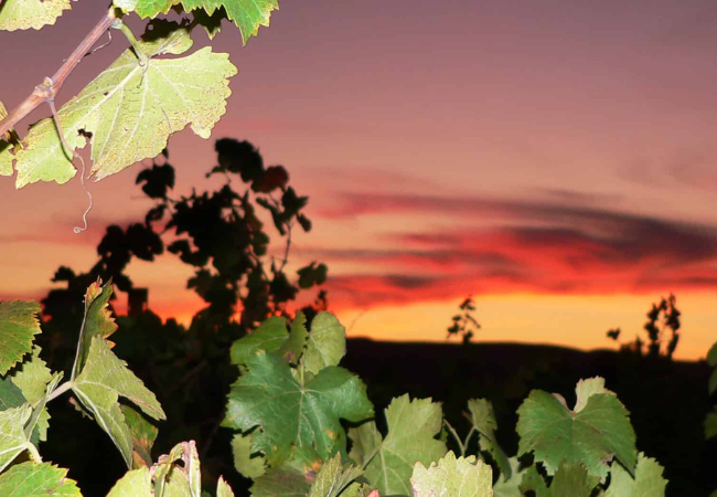 benchlands vineyard, Napa Valley wine tasting