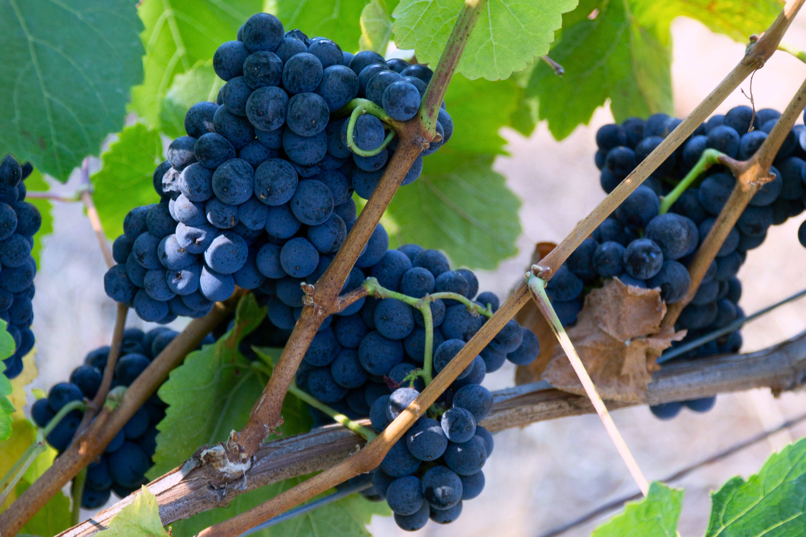 Calistoga cabernet sauvignon vineyard