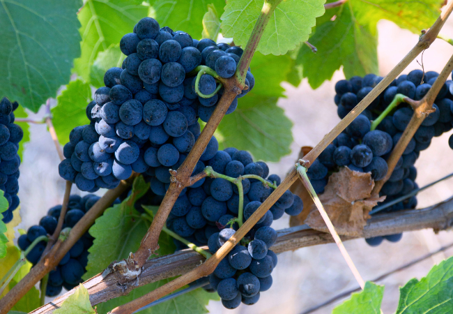 Calistoga vineyard, Cornerstone Cellars 