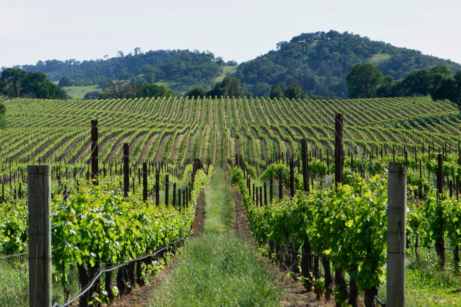 Best Howell Mountain vineyard