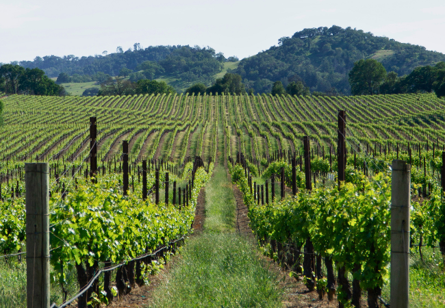Howell Mountain Vineyard, Cornerstone Cellars 