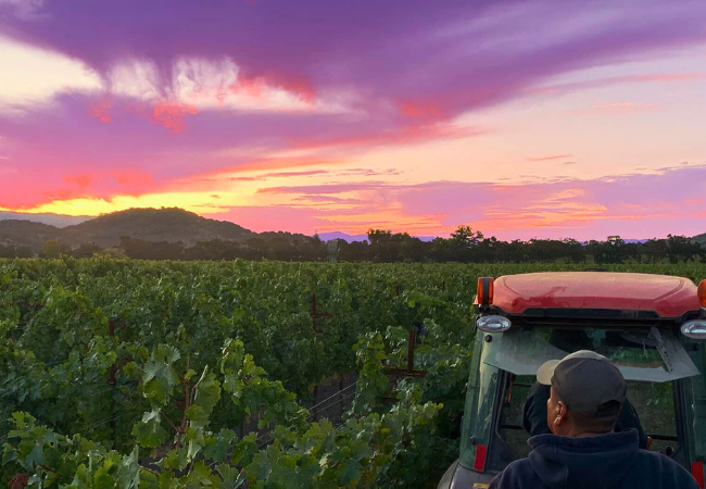 Oakville vineyard, Cornerstone Cellars