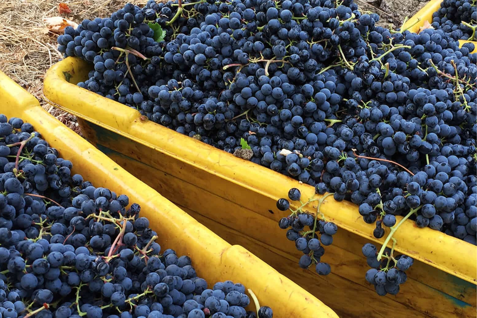 Rutherford vineyards wine tasting