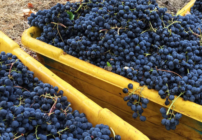 Rutherford vineyard, Cornerstone Cellars