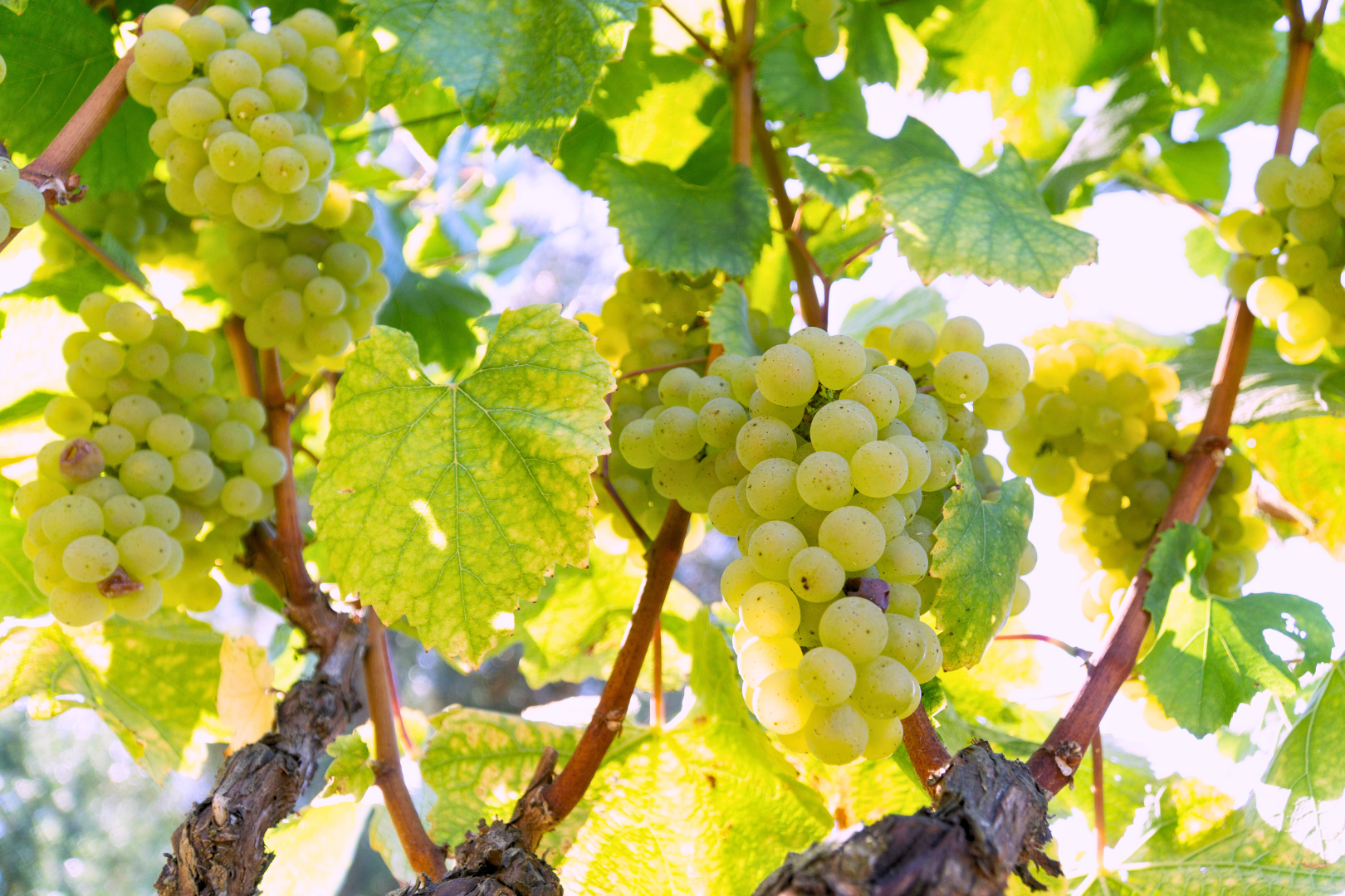 Best Sonoma Vineyards