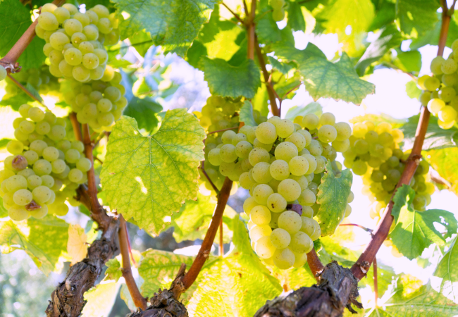 Sonoma wine tasting 