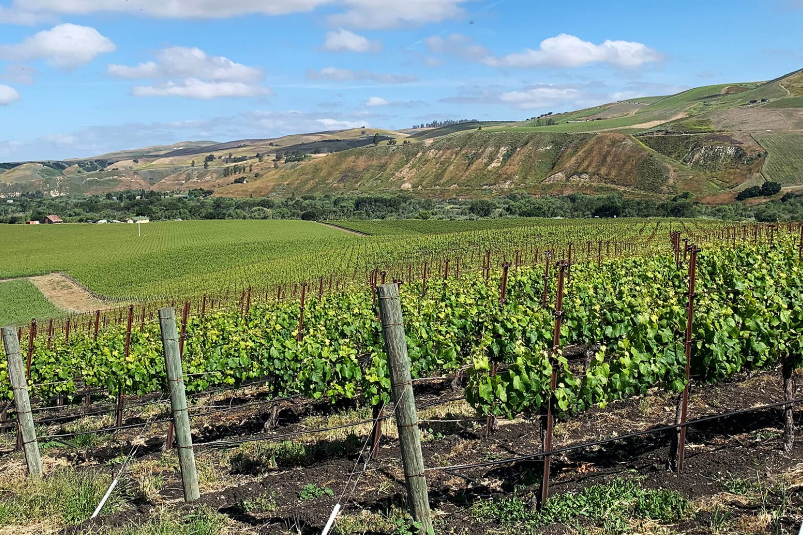 Best Sta. Rita Hills Vineyard